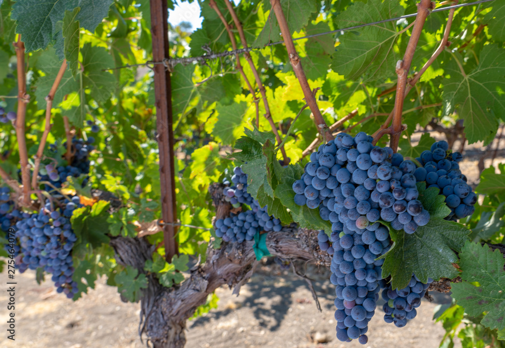 Cabernet grapes on the vine