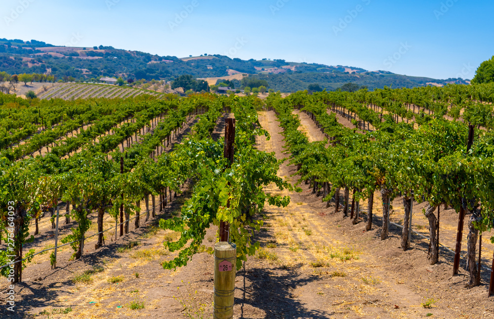 A vineyard in Paso Robles