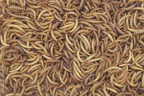 Meal worm larvae for feeding pets, birds reptiles or fish