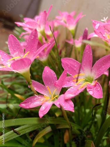 pink lily in the garden