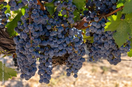 Cabernet grapes on the vine