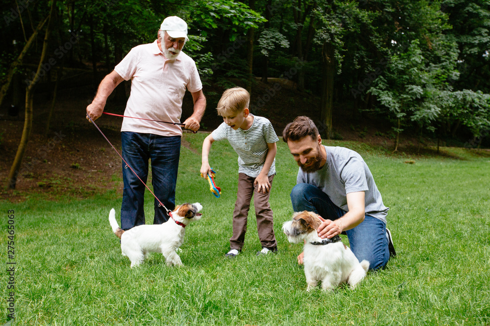 Fototapeta Happy family of father grandfather and son with Jack russel terrier dog having fun, laughing, running, walking together in park. three different generation concept.