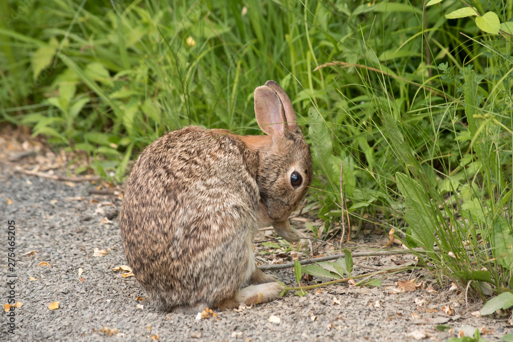 Fototapeta premium Eastern Cottontail Rabbit