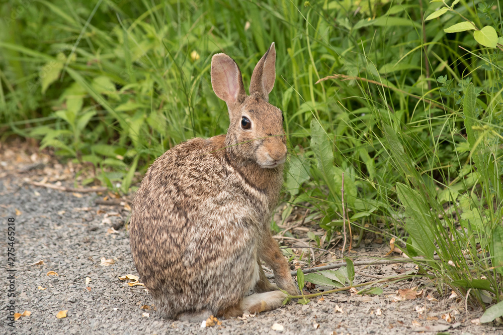 Fototapeta premium Eastern Cottontail Rabbit