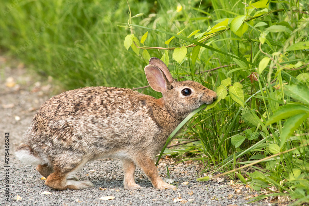 Fototapeta premium Eastern Cottontail Rabbit