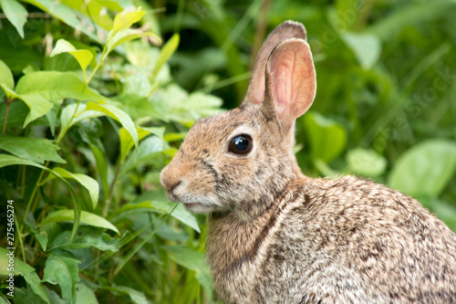 Eastern Cottontail Rabbit © Neil