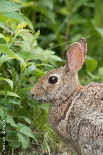 Eastern Cottontail Rabbit © Neil