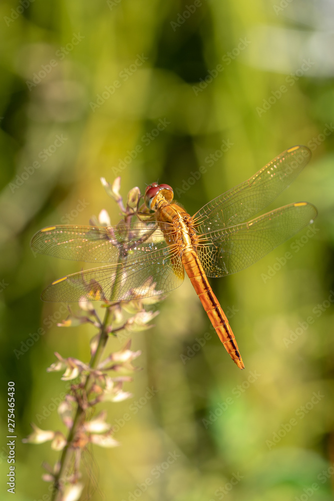 Red Dragonfly close up Red Dragonfly close up