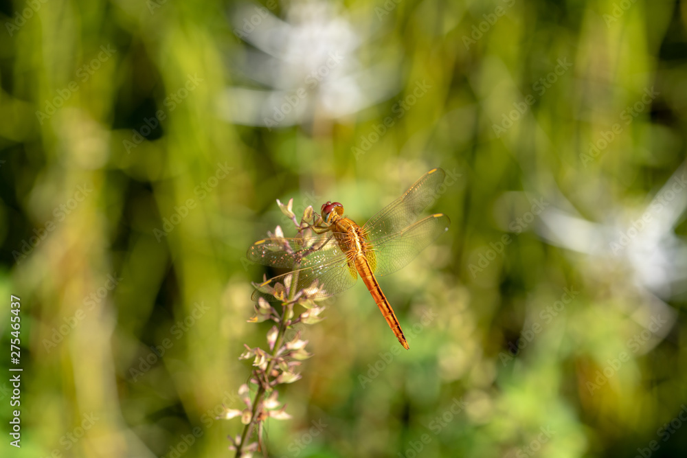 Red Dragonfly close up