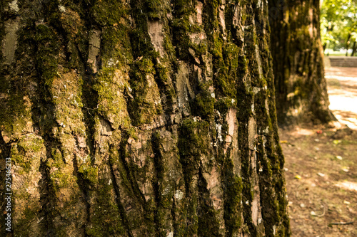 Old oak mossy bark close up nature tree details sun light forest wooden texture background