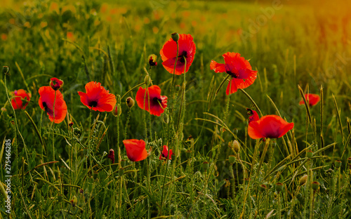 a  field of red poppies