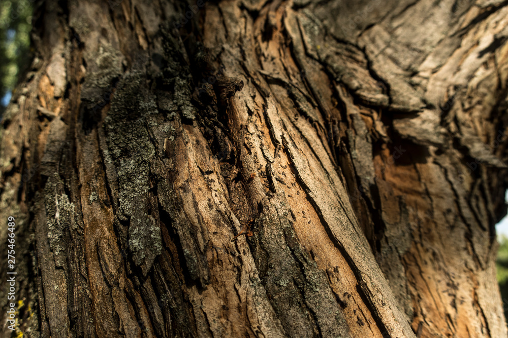 Old bark close up nature tree details sun light summer mood wodden texture background Old bark close up nature tree details sun light summer mood wodden texture background