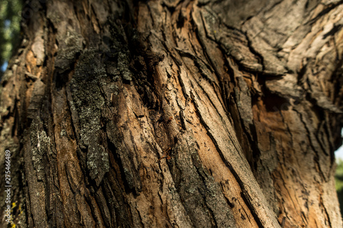 Old bark close up nature tree details sun light summer mood wodden texture background