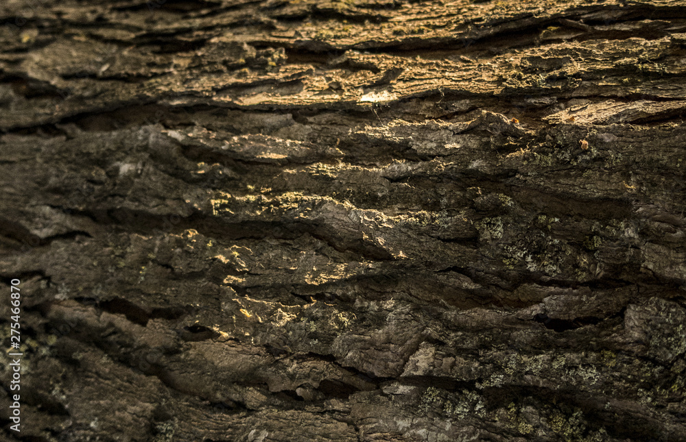 Old oak bark close up nature tree details sndet light wooden texture background Old oak bark close up nature tree details sndet light wooden texture background