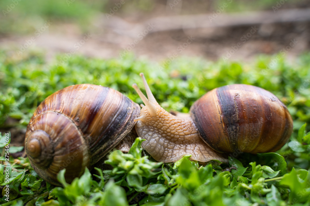 Helix pomatia also Roman snail, Burgundy snail, edible snail or escargot Helix pomatia also Roman snail, Burgundy snail, edible snail or escargot