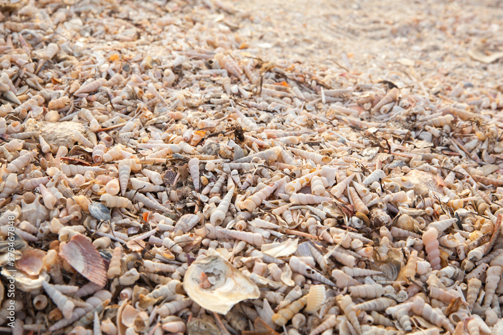 Beach of seashells Beach of seashells