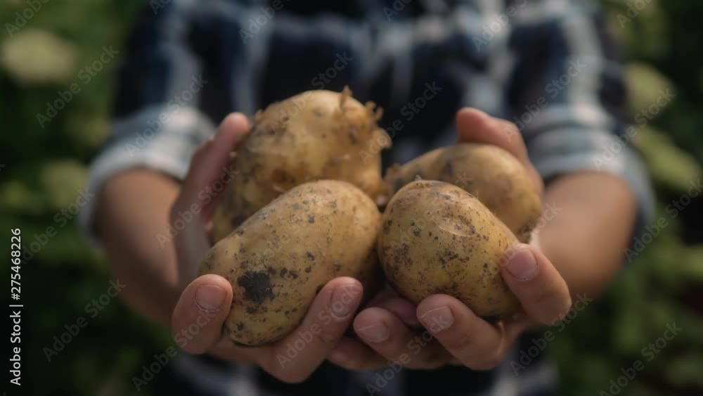 Farmer holding in hands the harvest of potatoes in the garden. Organic vegetables. Farming. Farmer holding in hands the harvest of potatoes in the garden. Organic vegetables. Farming.