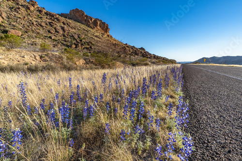 Blue bonnets along the highway