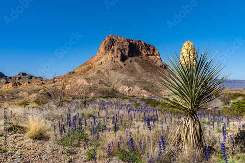 Cerro Castellan in the background of a desert yucca plant