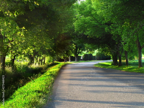 Road in tree alley, sunny early evening, shadows and contrasting sunny beams