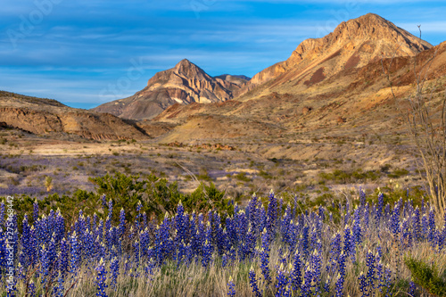 Blue bonnets along the roadside with mountains in the background photo