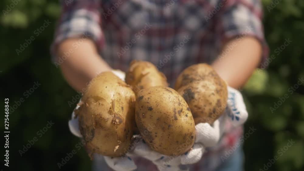 Farmer holding in hands the harvest of potatoes in the garden. Organic vegetables. Farming. Farmer holding in hands the harvest of potatoes in the garden. Organic vegetables. Farming.