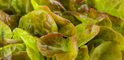 Red oak leaf lettuce. Also called oakleaf, a variety of Lactuca sativa. Red butter lettuce with distinctly lobed leaves with oak leaf shape. Macro closeup photo. photo