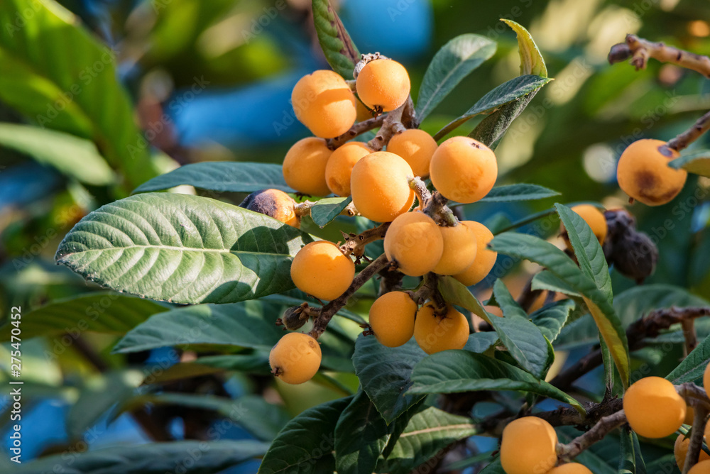 Close up bright Loquat fruits or Eriobotrya japonica on tree.