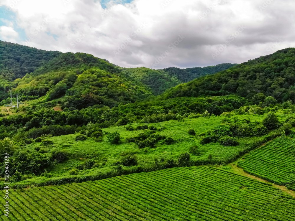 Fototapeta premium Top view of green tea plantation taken by drone camera at cloudy weather