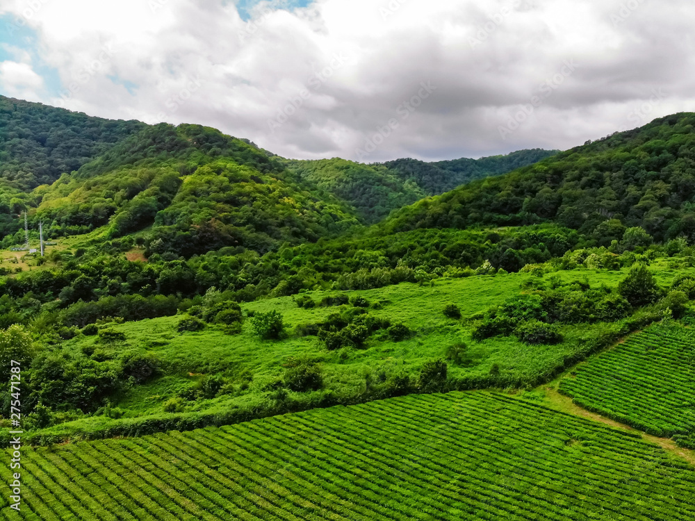 Top view of green tea plantation taken by drone camera at cloudy weather