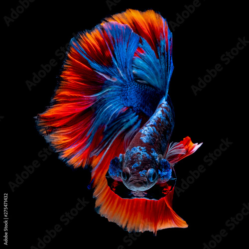Betta fish aquarium in black background