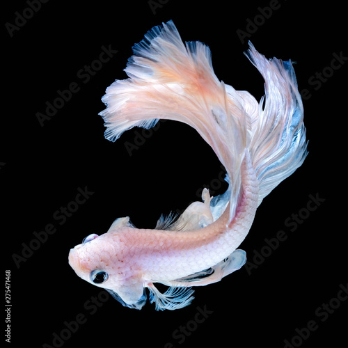 Betta fish aquarium in black background