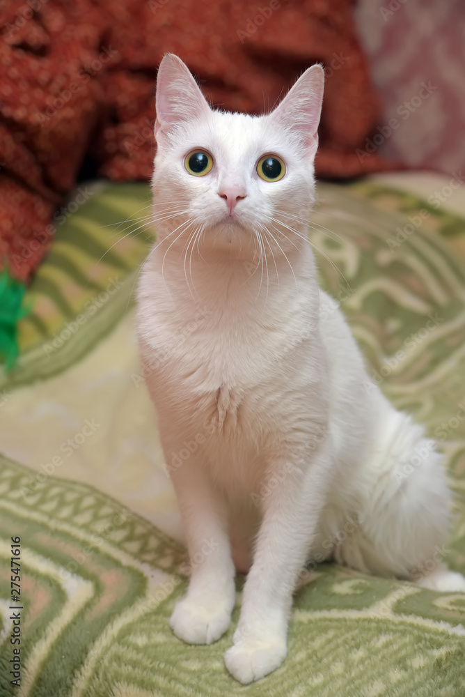 cute shorthair white cat