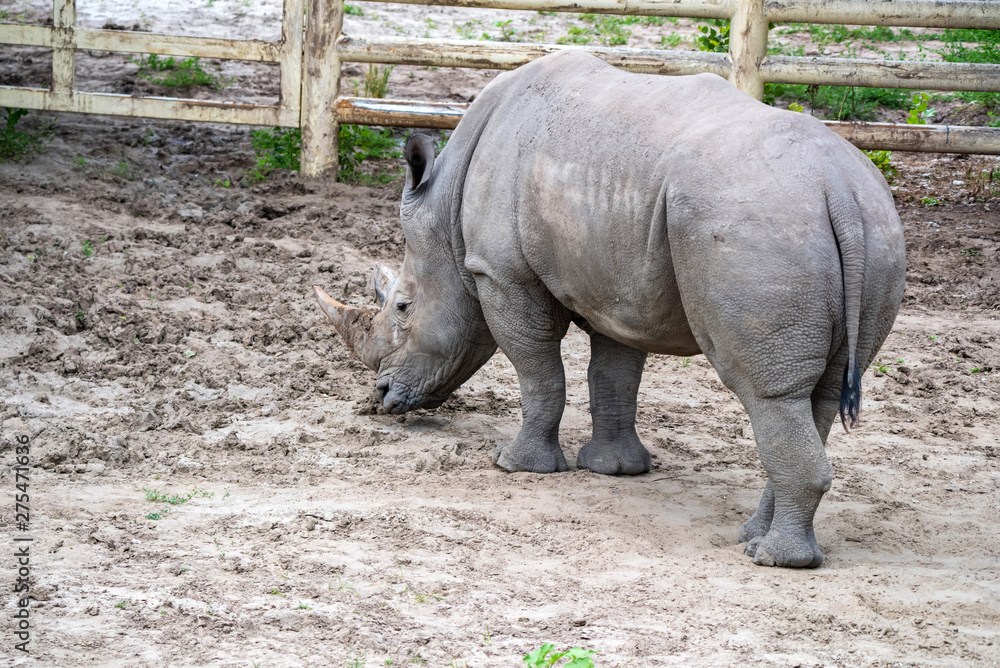 Naklejka premium White rhinoceros or Ceratotherium simum grazing in captivity