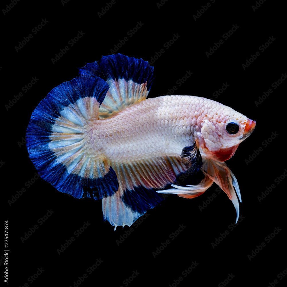 Betta fish aquarium in black background Betta fish aquarium in black background