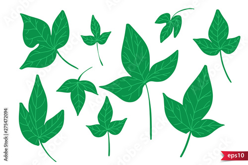 Vector set of drawing green leaves, artistic botanical illustration, isolated floral elements, hand drawn illustration.