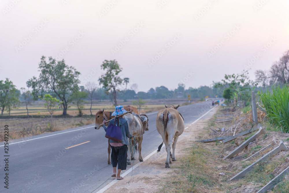 The work of an Asian farmer is to bring the cow to the farm. The old woman and his cow are walking on the road. The work of an Asian farmer is to bring the cow to the farm. The old woman and his cow are walking on the road.