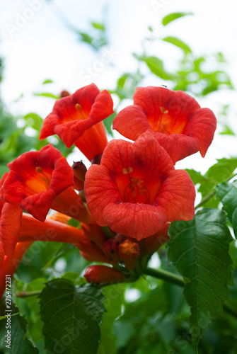 Campsis flower in summer. in the garden