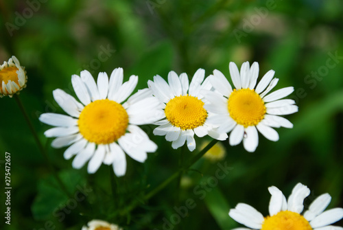 chamomile closeup. macro. summer flowers