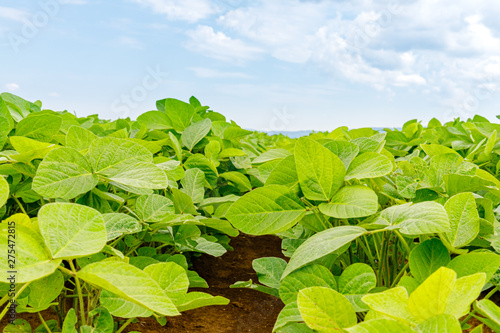 Agricultural soy plantation background. Soy leaves and flowers on soybean field, close up, Germany