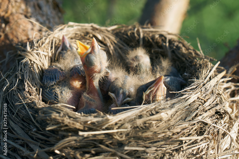 Hungry newborn thrush's chicks are opening their mouths asking for food from their parents Hungry newborn thrush's chicks are opening their mouths asking for food from their parents