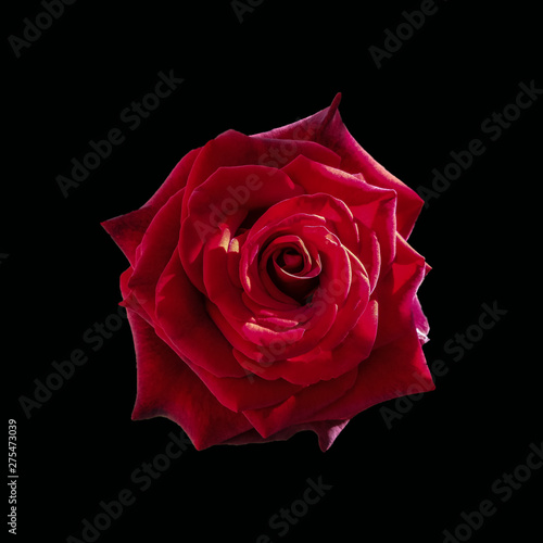 Red rose closeup isolated on a black background. Close up of red roses on black background. Rose is considered the queen of flowers
