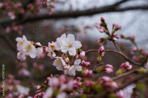 Cherry blossoms (Someiyoshino) : start of blooming © ikwc_expf