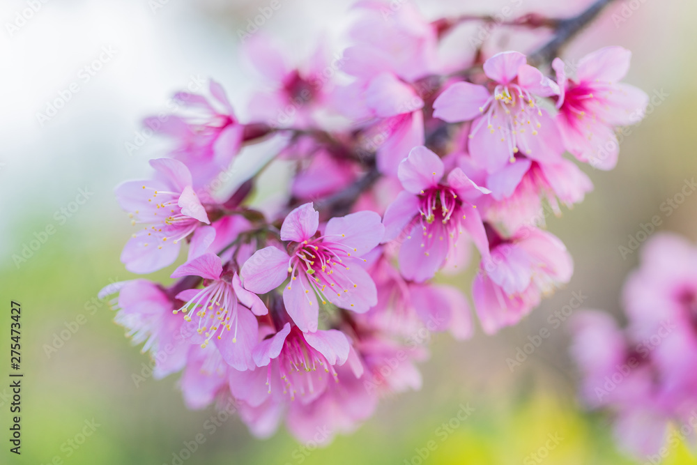 Prunus cerasoides a beautiful wild flowers in nature. Prunus cerasoides a beautiful wild flowers in nature.