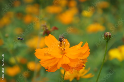 bee on flower © Athicha