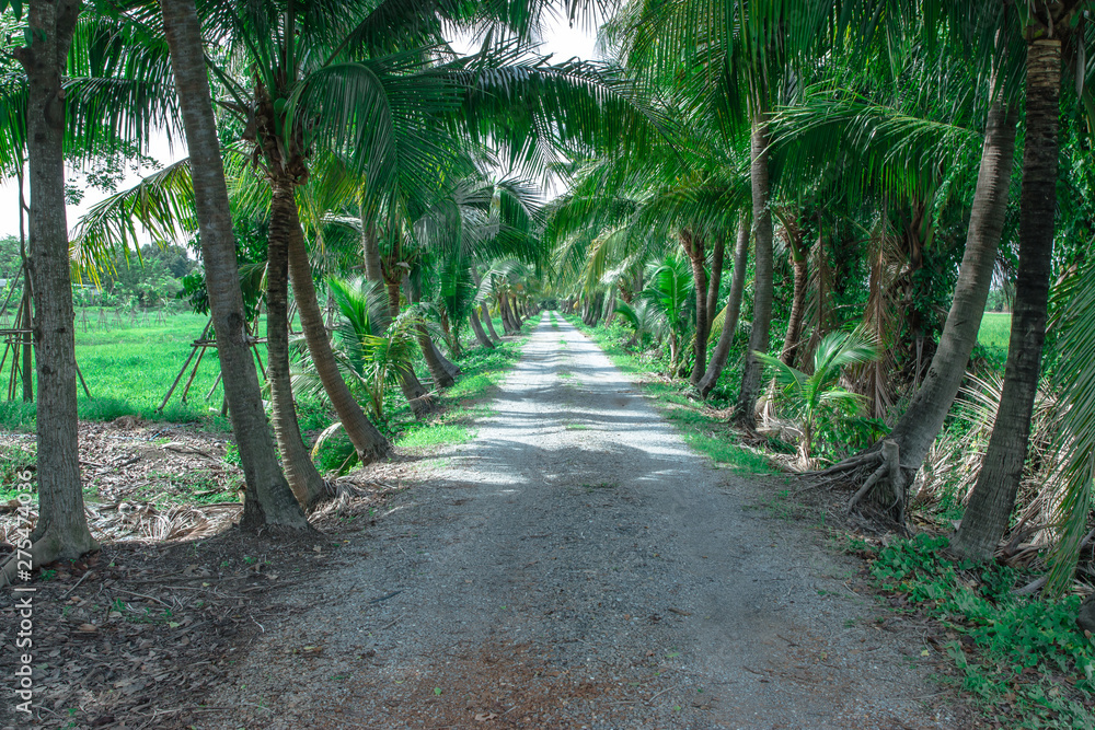 Entrance to the coconuts garden 
