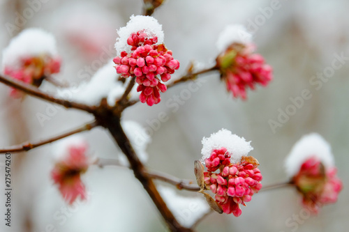 Macro shot of red flowering tree covered with snow in winter
