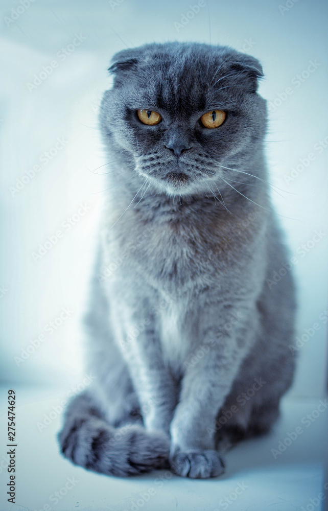 portrait of a cat