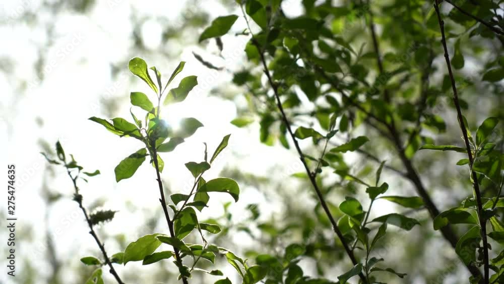 The spring sun gently shining through the fresh green branches of a tree The spring sun gently shining through the fresh green branches of a tree