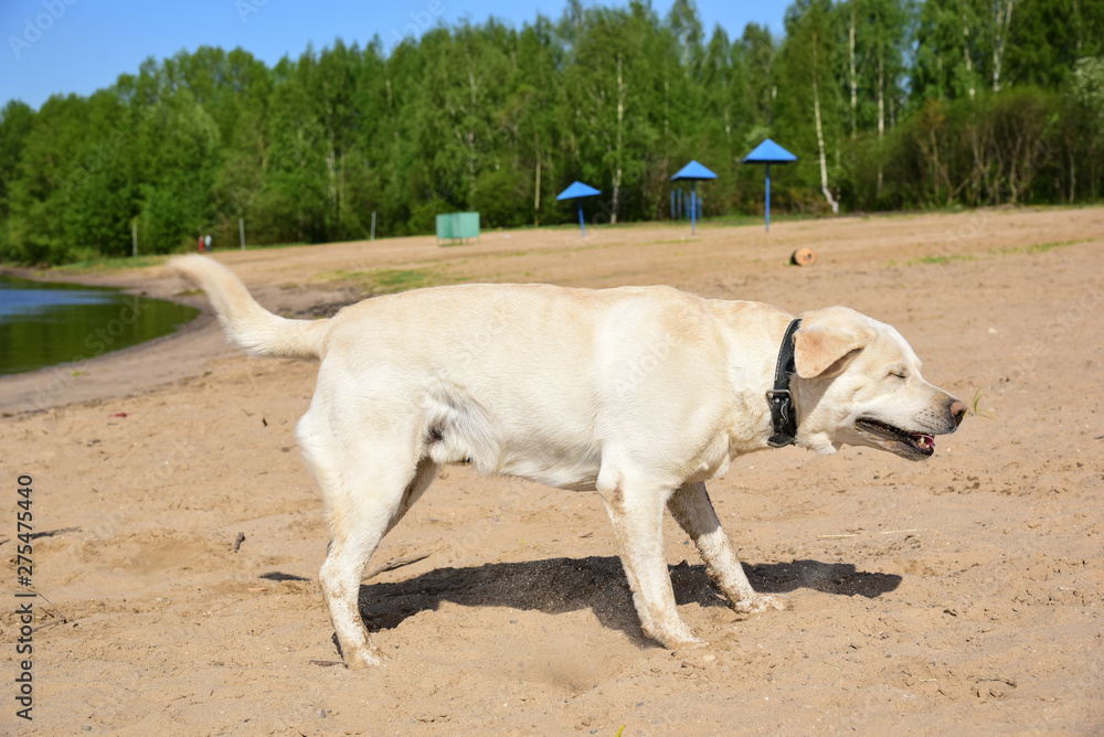 Golden labrador swimming in the river. a dog is playing in the water. front facing. Family vacation by the river. Vacation, outdoor activities. Walk with dog. Golden labrador swimming in the river. a dog is playing in the water. front facing. Family vacation by the river. Vacation, outdoor activities. Walk with dog.
